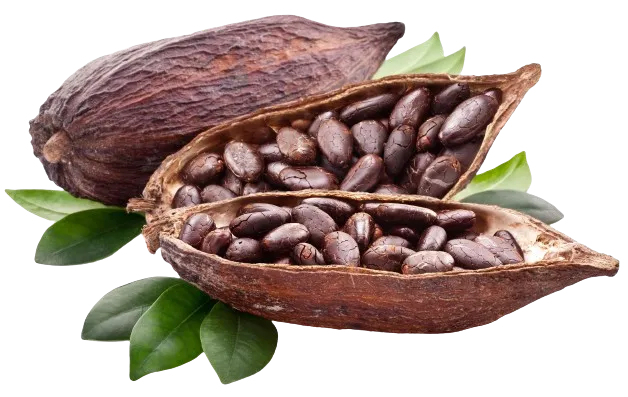 Cacao