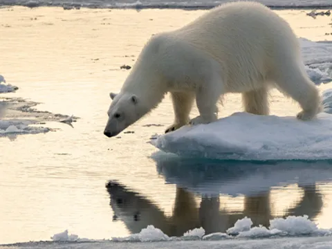 Špicberky - výpravy nejen za medvědy